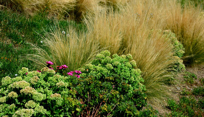 ornamental steppe grasses can withstand drought and are decorative even in winter in rows or...