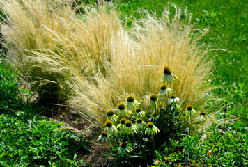 ornamental steppe grasses can withstand drought and are decorative even in winter in rows or individually or in combination with a purple or white perennial