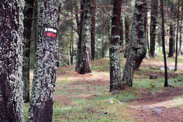 Bosque de alta montaña con señal gr, camino de largo recorrido