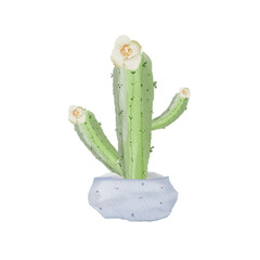 watercolor cactus illustration on white