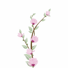 Watercolor magnolia with white background