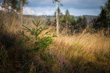 On a walk in the middle of the forests
