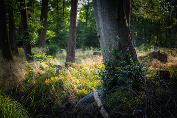 On a walk in the middle of the forests
