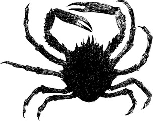 Spider crab vintage black and white naturalistic hand drawing vector