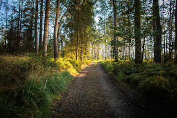 On a walk in the middle of the forests.