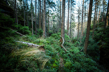 On a walk in the middle of the forests.