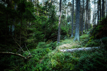 On a walk in the middle of the forests.