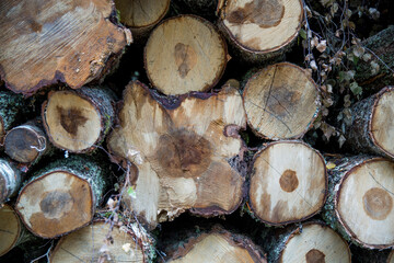 Forest birches, pines and spruces. Piles of logs, logging of the woodworking industry. Close-up - fresh chopped wood. Processing of felled forests, lumber tree trunks. Abstract wood background photo