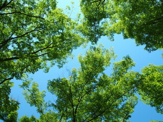 初夏の新緑の欅と青空