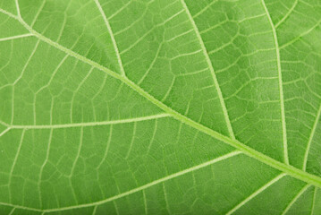 linden leaf. green leaf background. photo can be used as natural backdrop