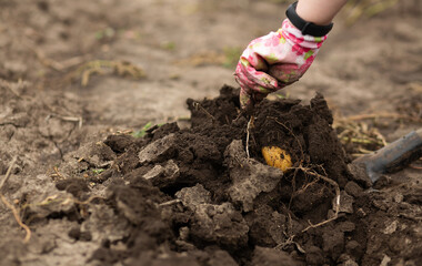 dig potatoes in the garden under a shovel. Gardening, agriculture, rural