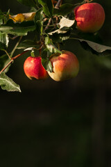A red apple hangs on a tree with leaves. Agriculture, agronomy, industry