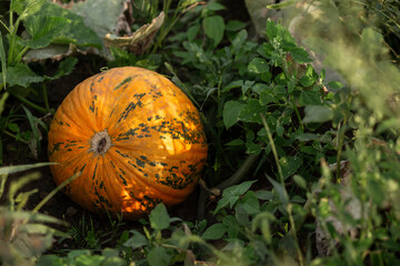 Pumpkin in the garden in the leaves. Agriculture, agronomy, industry