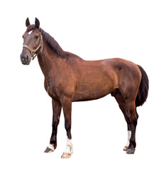 Obraz premium Strawberry. Wild juicy strawberries isolated on white background