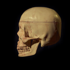 Damaged Dirty and bloody skull head on black background