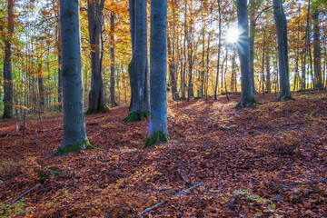 Sun shining through the beech forest in autumn