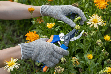 the hand holds the scissors with which it cuts the calendula flower