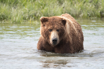 Fototapeta na wymiar Alaskan brown bear at McNeil River