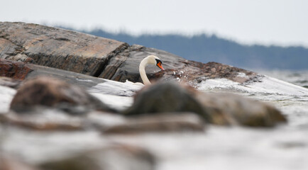 The Mute swan swimming in the Archipelago