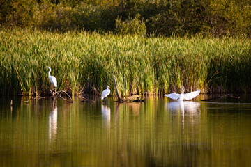 Three great egrets wading in a lake during a summer golden hour morning, Leon-Provancher conservation area, Neuville, Quebec, Canada