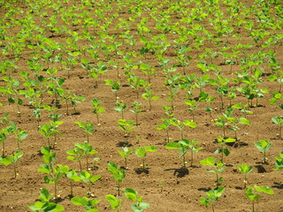 初夏の若葉の枝豆畑
