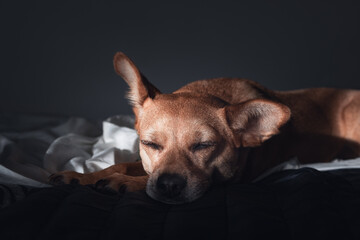 Portrait of a brown mixed-breed dog sleeping in a dark room with dimmed light. Dog's sleep concept