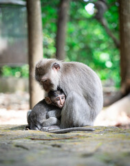 monkey holding his child