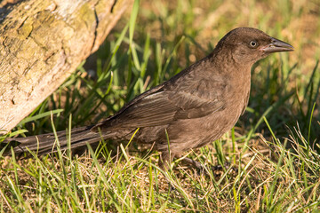 Obraz premium nature at its finest