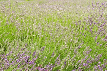 Field of blooming lavender, pastel purple colors