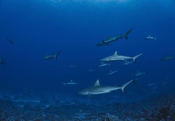 French Polynesia, Fakarava