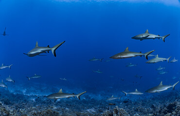 French Polynesia, Fakarava