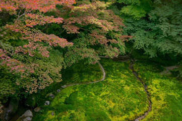 Obraz premium Beautiful fresh green and autumn leaves in late summer at Rurikoin Temple in Kyoto, Japan