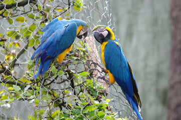 The blue-and-yellow macaw (Ara ararauna), also known as the blue-and-gold macaw, is a large South American parrot with mostly blue top parts and light orange underparts, with gradient hues of green on