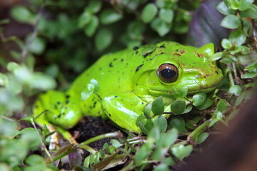 Rhacophorus dennysi - Rhacophorus is a genus of frogs in the shrub frog family 