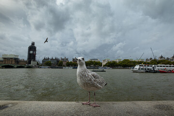 Pigeon on the bank of Thames river