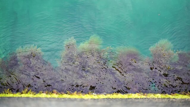 Algae on the stone. Green algae and brown algae on the rocks at a shallow depth sway in the waves. Slow motion.