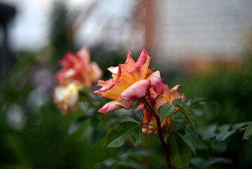 Pink and red tea rose flowers in the summer garden. Garden rose close-up.