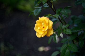 Yellow tea roses close-up in the summer garden. Beautiful yellow rose.