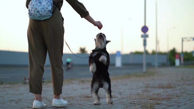 Zwergschnauzer walks on its hind legs with a trainer. Girl training a dog on the street