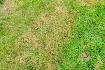 Green lawn with dead spot. disease cause amount of damage to green lawns, lawn in bad condition....