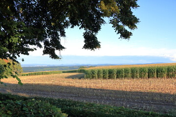 corn harvest in autumn