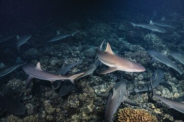 Sharks underwater in costa rica feeding