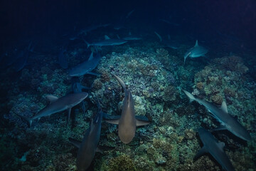 Naklejka na ściany i meble Shark underwater feeding in costa rica