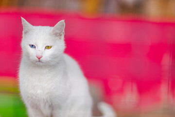 White Cat Eyes, Van Province, Turkey