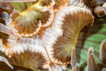 Aggregate Anemone Mouth © cherylvb