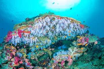 Underwater Reef in Fiji