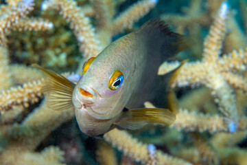 Obraz premium Damselfish in coral