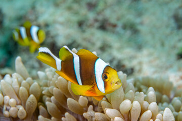 Fototapeta na wymiar Yellow clownfish on anemone