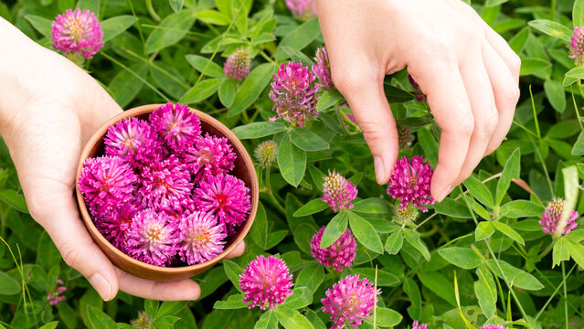 Collection of medicinal plants. Human hands picking red clover flowers in a small clay bowl, close-up, selected focus.