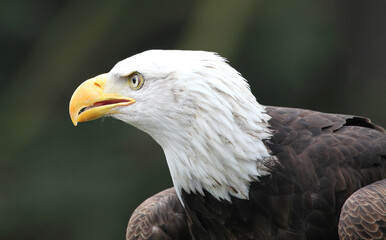Obraz premium Close up of a Bald Eagle's profile, England UK 